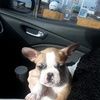 frenchielove55